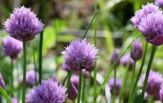 taking chinese herbs for lymphedema