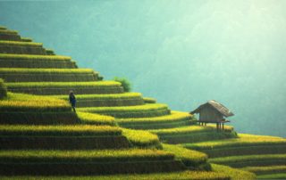 chinese herb formulas for lymphedema