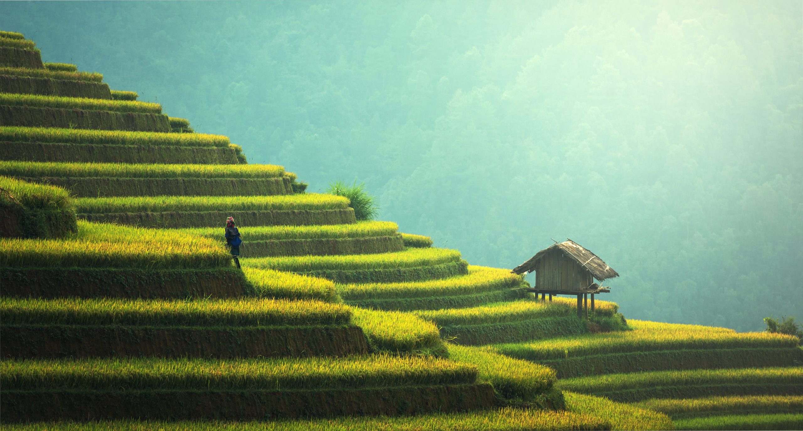 chinese herb formulas for lymphedema